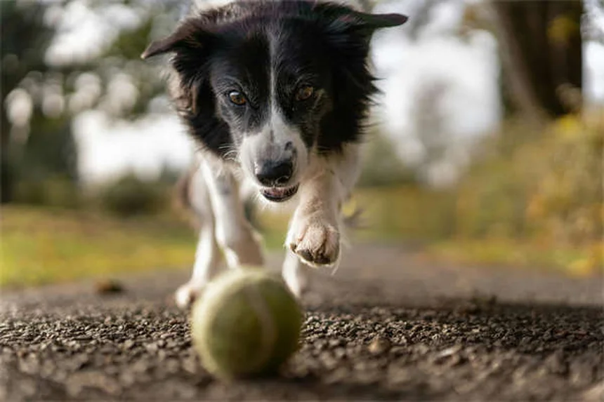 Proteção de recursos em cães: o que é e como resolver