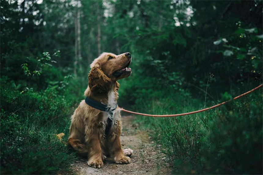 Como ajudar seu cão ou gato a perder peso: 5 dicas essenciais