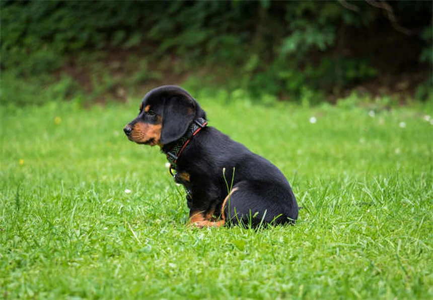 Como ajudar seu cão ou gato a perder peso: 5 dicas essenciais