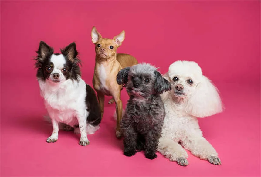 Exame de câncer em cães: como detectar precocemente e salvar vidas
