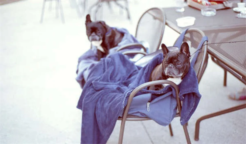 Gatos são noturnos? Descubra a verdade sobre os hábitos felinos!