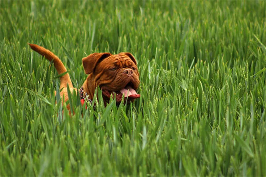 10 Raças de Cães Japoneses Incríveis que Você Precisa Conhecer