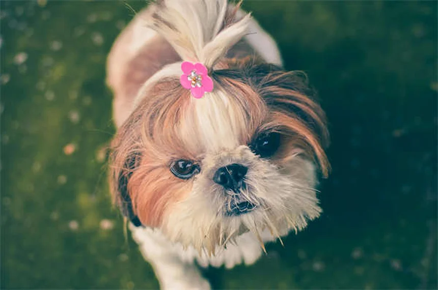 10 Raças de Cães Japoneses Incríveis que Você Precisa Conhecer