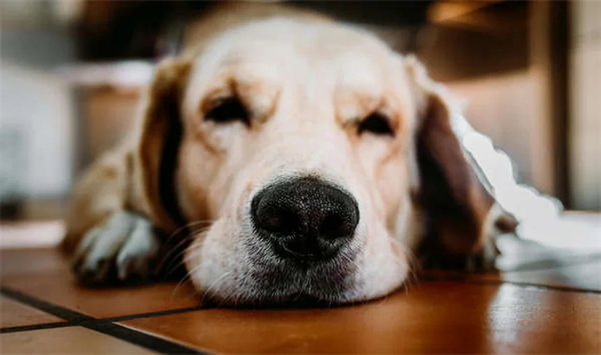 Caquexia em coelhos: sinais, causas e tratamento