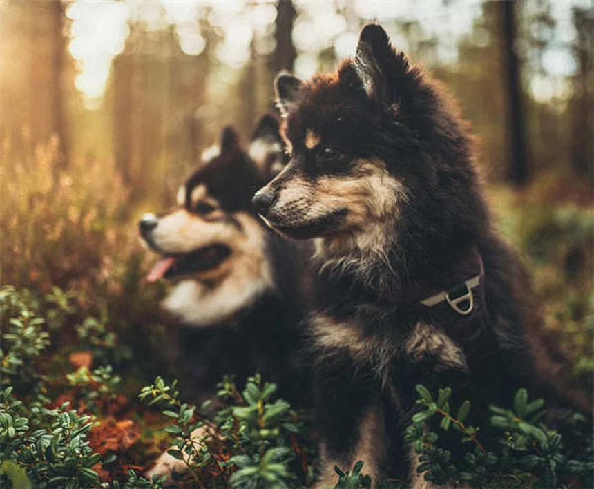 Cachorro Não Faz Xixi? Saiba o Que Fazer em Caso de Emergência!