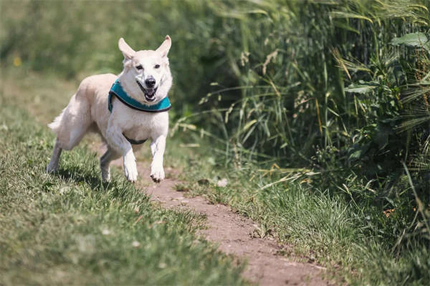 Tamsulosina para Pets: Como Funciona e Quando Usar