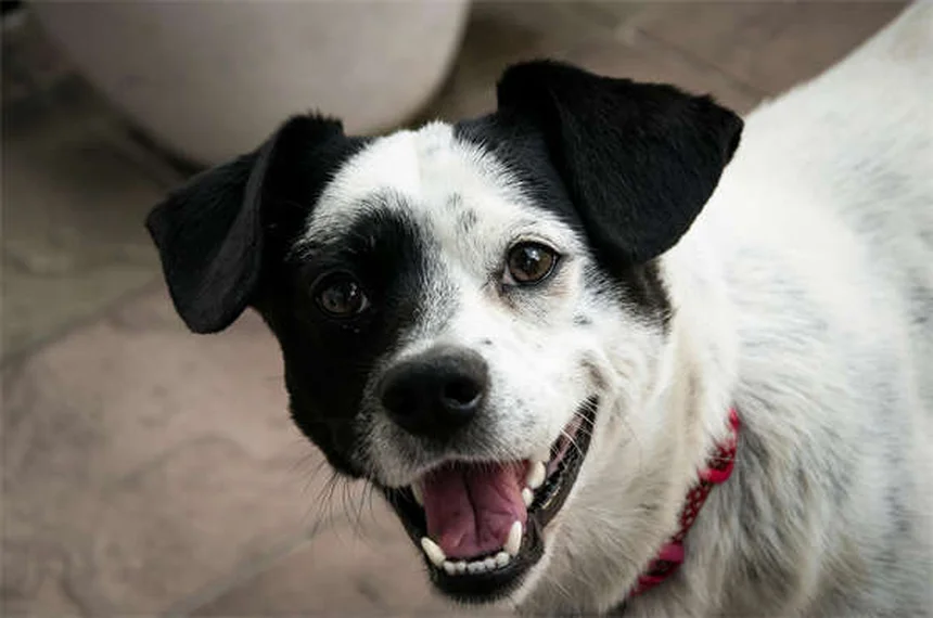 Gentamicina para Cães: Tudo o que Você Precisa Saber Sobre Este Antibiótico