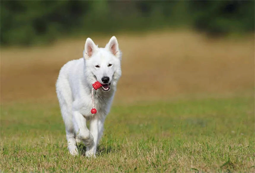 Gentamicina para Cães: Tudo o que Você Precisa Saber Sobre Este Antibiótico