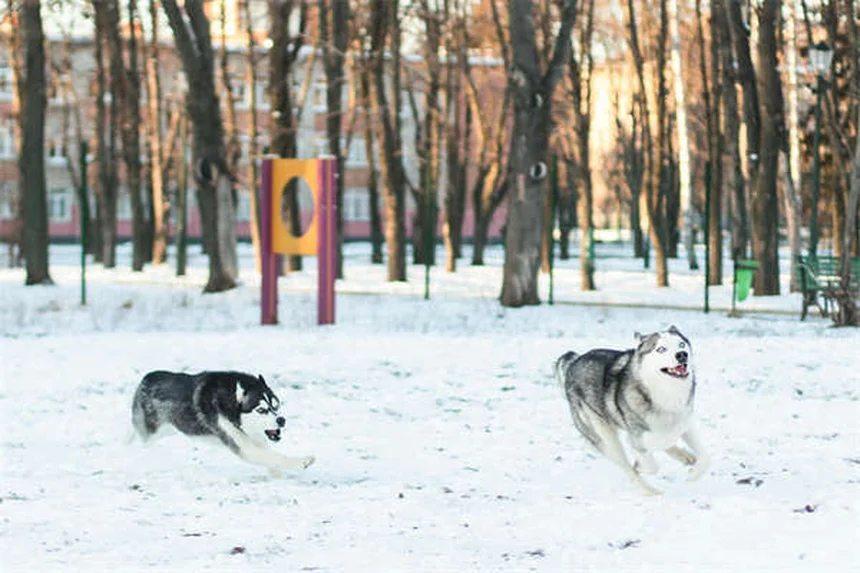 Antibióticos para pets: quando usar e os perigos do uso errado