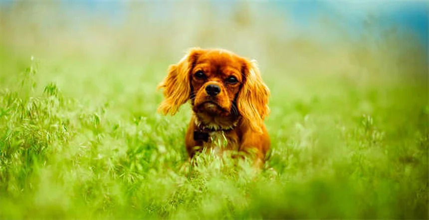 5 Razões Cruciais para Tosa Canina no Inverno que Todo Dono Precisa Saber