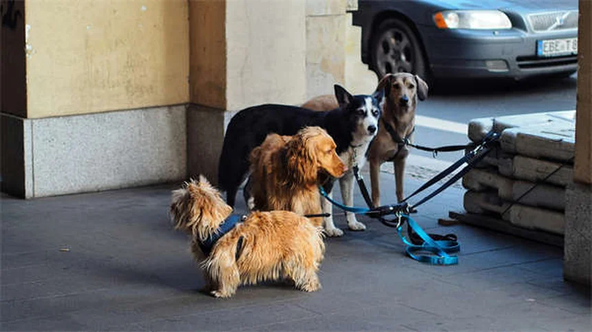 5 perigos da chuva para cães que todo dono precisa conhecer