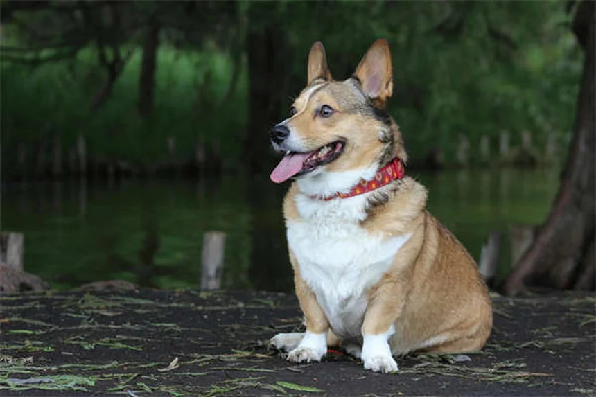 Os 10 Melhores Brinquedos para Cães Idosos: Diversão Garantida!