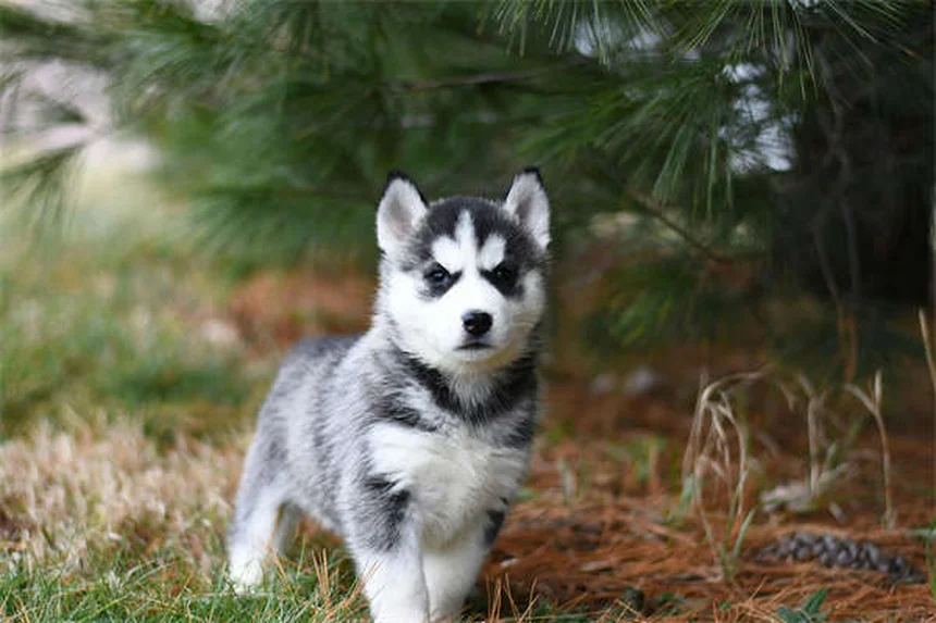 Como dar remédio para cachorro: 5 truques infalíveis que funcionam