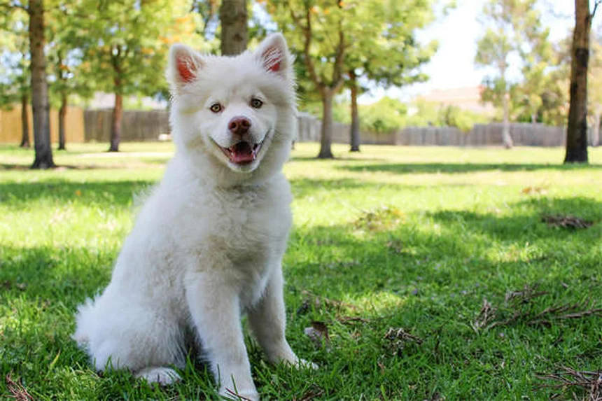 Por que o estômago do meu cachorro faz barulho? Descubra as causas!
