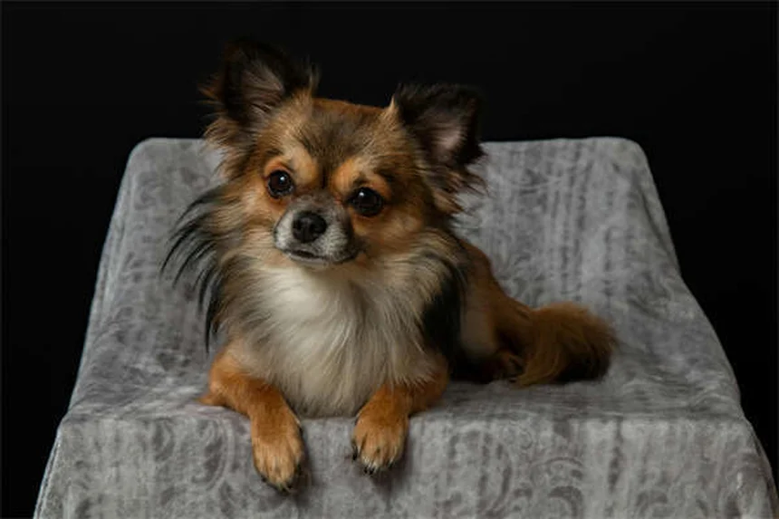 Por que o estômago do meu cachorro faz barulho? Descubra as causas!