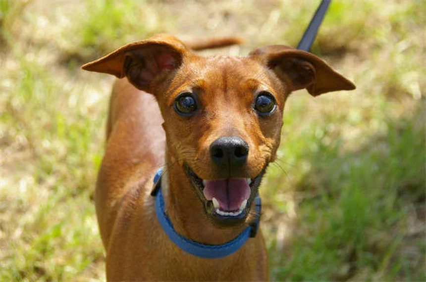 Por que o estômago do meu cachorro faz barulho? Descubra as causas!