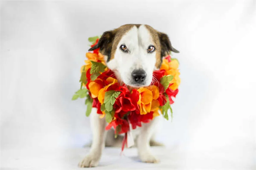 Sinais de Náusea em Gatos: Como Identificar e o Que Fazer