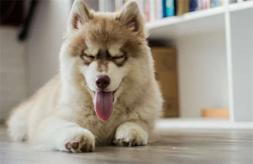 Cães Militares: Como os Veterinários do Exército Cuidam dos Heróis de 4 Patas?