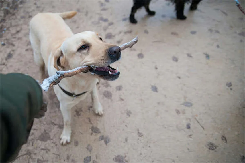 5 Dicas Essenciais para Proteger Seu Pet em Casa (Guia Completo)