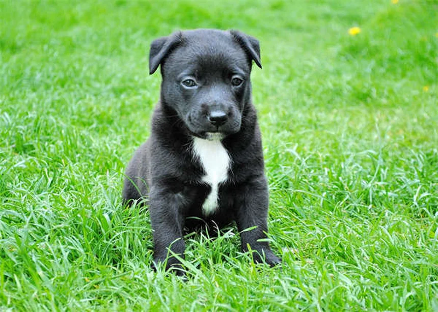 Transplante fecal para cães: como funciona e quando considerar