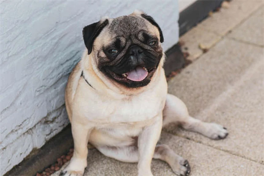 Transplante fecal para cães: como funciona e quando considerar