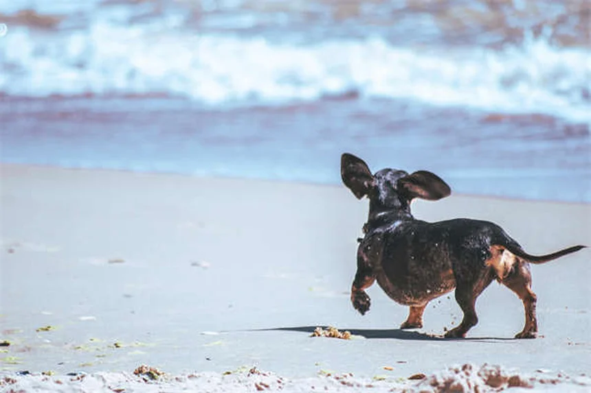 Transplante fecal para cães: como funciona e quando considerar