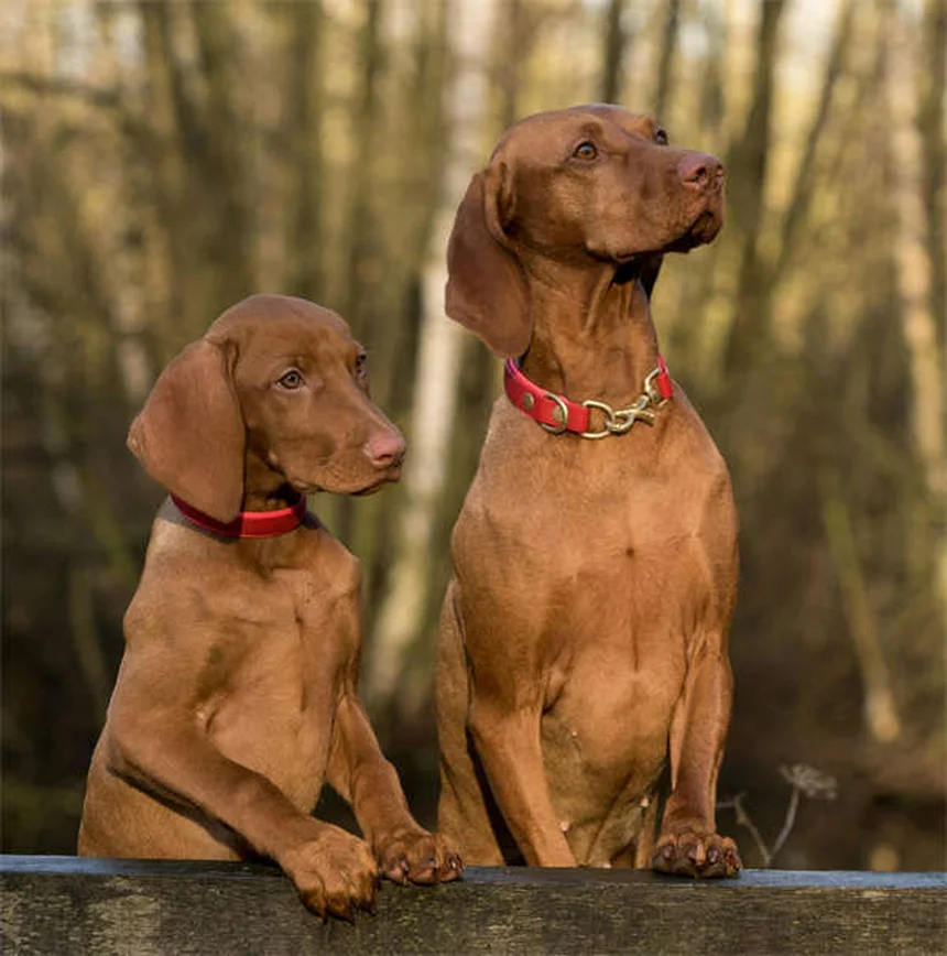 Transplante fecal para cães: como funciona e quando considerar