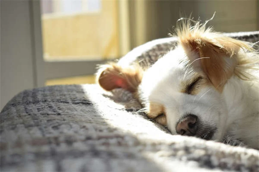 Por que o meu cão espirra tanto? 7 causas e soluções