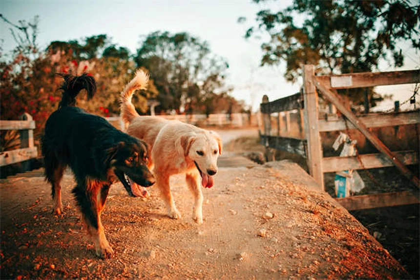 Por que o meu cão espirra tanto? 7 causas e soluções