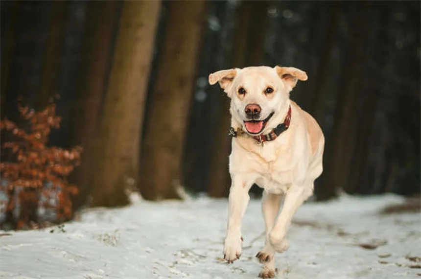 5 Sinais de Que Seu Cão Está Morrendo de Insuficiência Cardíaca