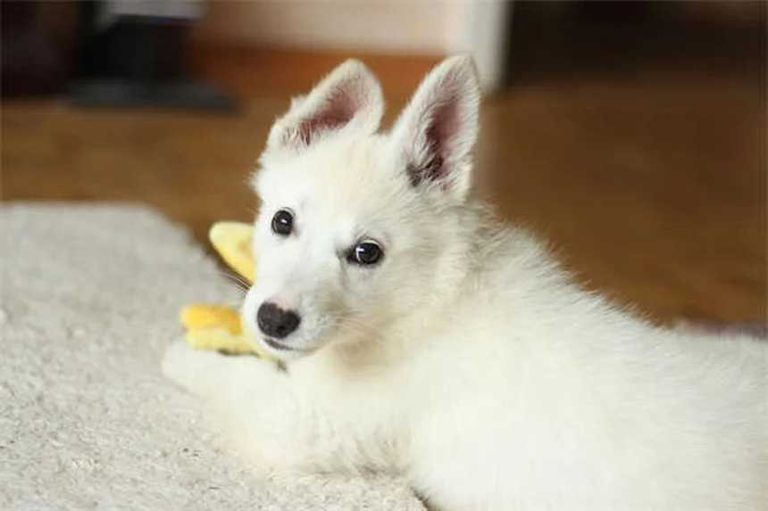 Por que os cães rolam na grama? Descubra os 5 motivos surpreendentes!