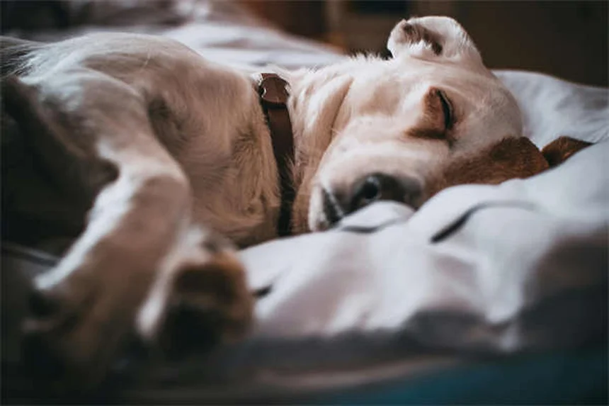 Por que os cães rolam na grama? Descubra os 5 motivos surpreendentes!